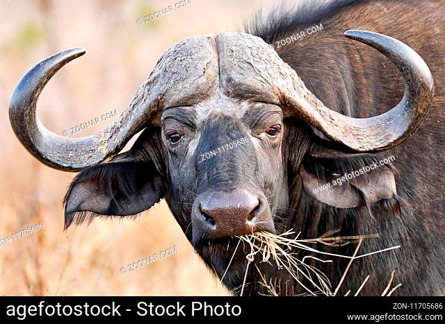 Kaffernbüffel, Syncerus caffer, im Kruger Nationalpark, Südafrika, South Africa, African buffalo