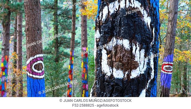 Painted forest, Oma Valley, Urdaibai, Bizkaia, Basque Country, Spain