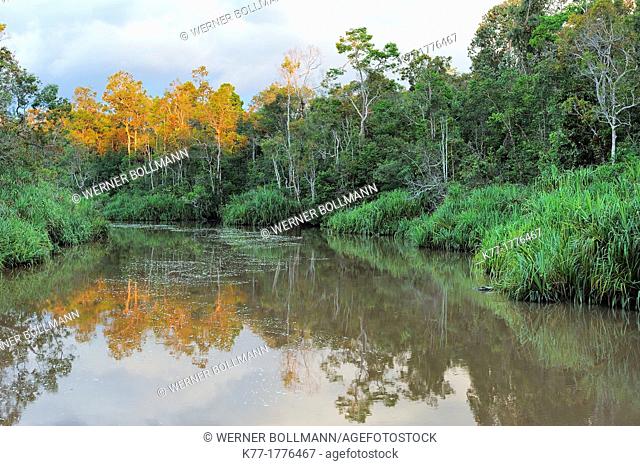 Sekonyer River with Pandanus Palms Pandanus spec , Province Kalimantan, Borneo, Indonesia