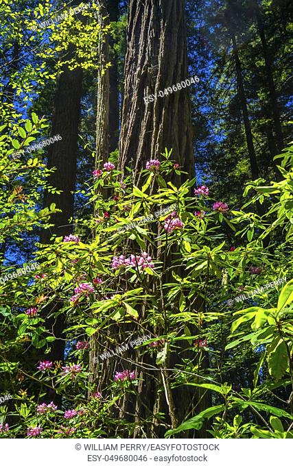 Green Towering Trees Pink Rhododendron Lady Bird Johnson Grove Redwoods National Park California. Tallest trees in World, 1000s of year old