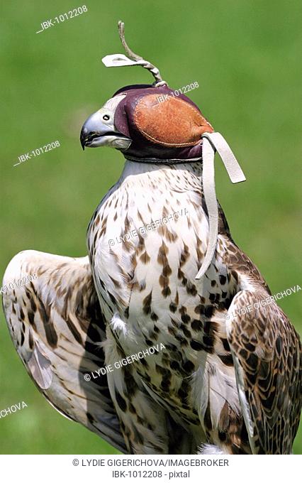 Saker Falcon (Falco cherrug) wearing falconry hood