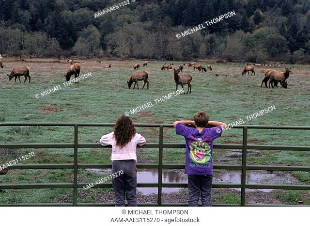 Children observe Herd of Roosevelt Elk, Dean Creek Elk Vewing Area, OR Coast