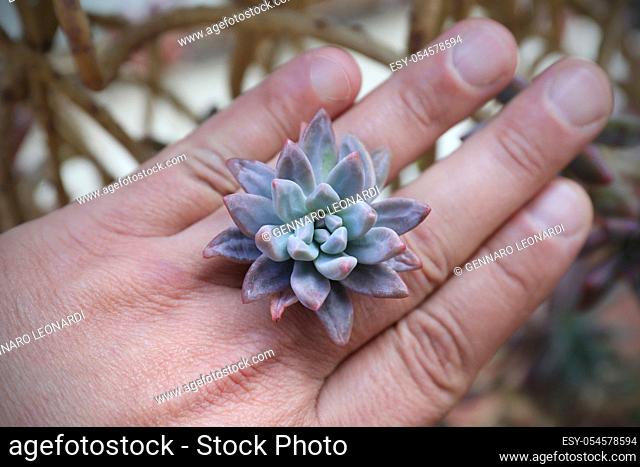 The blue-frosted leaves, arranged in rosettes, decorate the genus of this succulent plant Pachyphytum. Clove leaf flower forms a natural ring for my hand