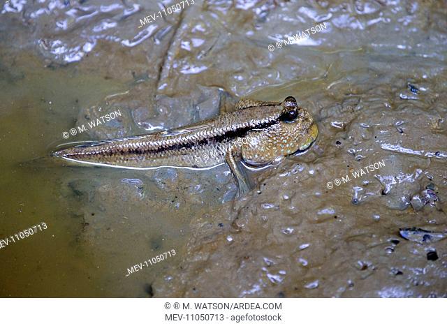 Mudskipper in pool Bako National Park, Sarawak, Malaysia, Borneo, Asia