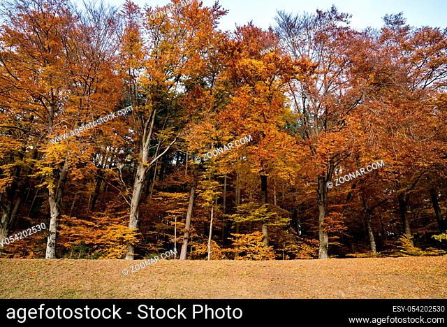 horizontal view of colorful fall foliage beech forest near the town of Hirzel in the rolling hills of the central Swiss Alps as a nature background