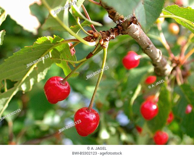wild cherry, sweet cherry, gean, mazzard (Prunus avium), chrries on a branch, Germany