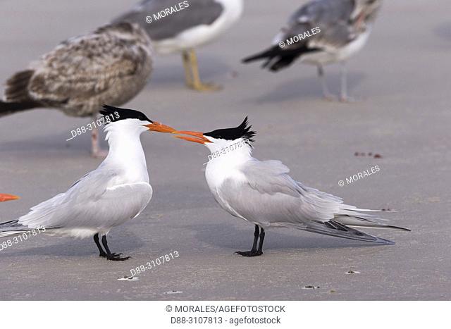 Central America, Mexico, Baja California Sur, Puerto San Carlos, Magdalena Bay (Madelaine Bay), . Royal tern (Thalasseus maximus), Courtship ritual
