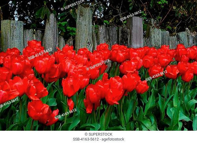 USA, WASHINGTON STATE, SKAGIT VALLEY, ROOZENGAARDE DISPLAY GARDEN, RED TULIPS IN FRONT OF WOODEN FENCE