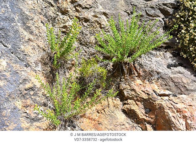 Chiliadenus glutinosus or Jasonia glutinosa is a medicinal perennial herb that grows on limestone rocks. This photo was taken in Sierra de Cazorla Natural Park