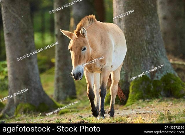 Przewalski's horse or Mongolian wild horse (Equus ferus przewalskii) on a field, captive, Bavarian Forest National Park; Bavaria, Germany