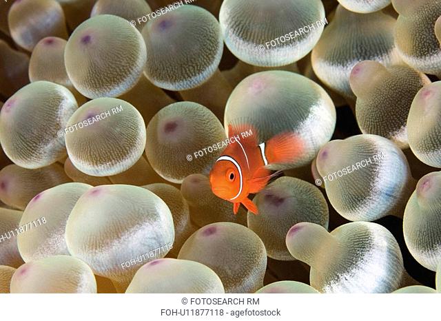 baby water fish tiny clownfish sheltering its