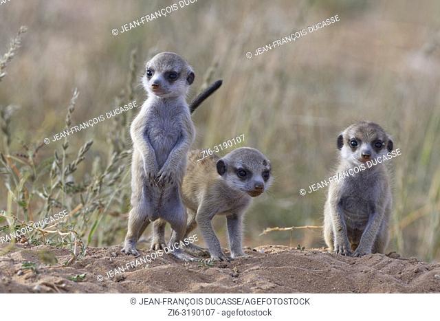 Meerkats (Suricata suricatta), three young males at burrow, alert, Kgalagadi Transfrontier Park, Northern Cape, South Africa, Africa