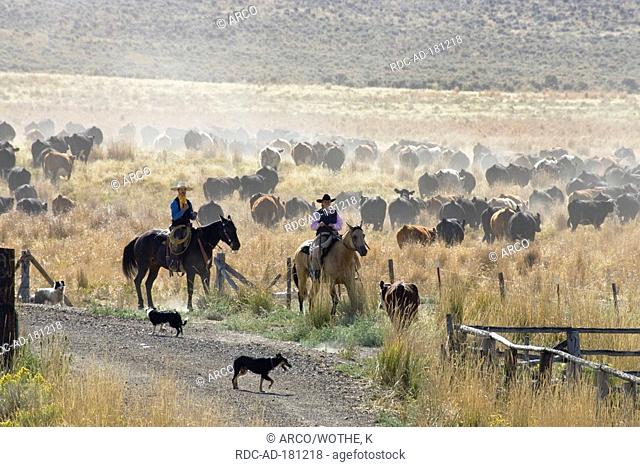 Men in western outfit, with herd of cattle, Ponderosa Ranch, Oregon, USA, cowboy, cowgirl, wild west