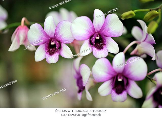 Orchid Garden, Kuching, Sarawak, Malaysia