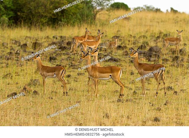 Kenya, Masai Mara National Reserve, Impala (Aepyceros melampus), females in the alert