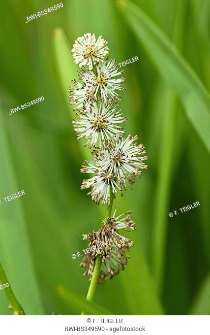 Branched Burreed, Exotic Bur Reed Sparganium Erectum, Exotic Bur-Reed, Simple-Stem Burr-Reed, Simplestem Bur-Reed (Sparganium erectum)