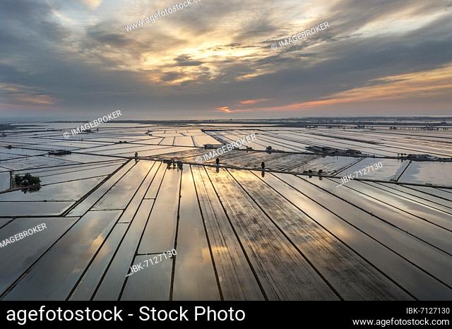 Flooded rice fields in May at daybreak, aerial view, drone shot, Ebro Delta Nature Reserve, Tarragona province, Catalonia, Spain, Europe