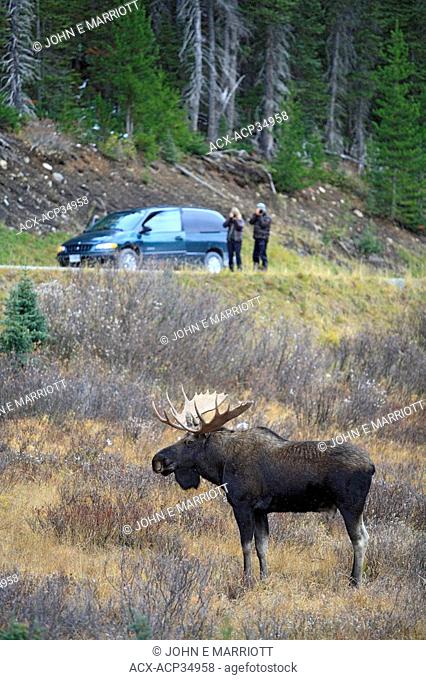 Bull moose, Alces alces with people observing from road