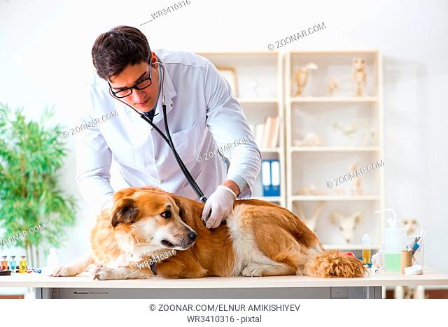 Doctor and assistant checking up golden retriever dog in vet clinic