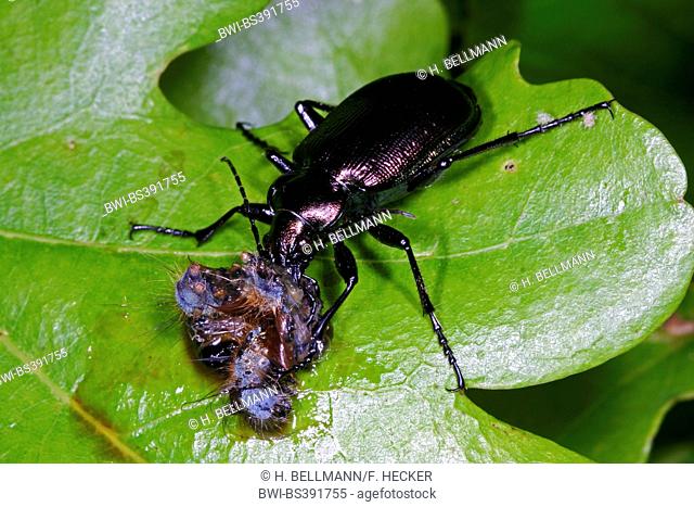 oakwood ground beetle (Calosoma inquisitor), with caught caterpillar, Germany