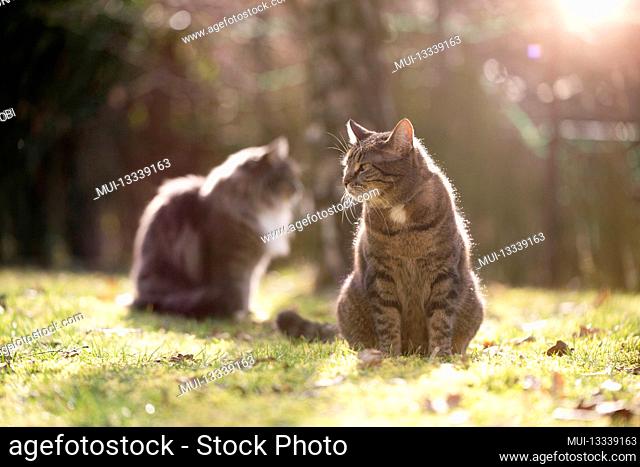 two cats outdoors in the garden side by side looking in opposite directions observing