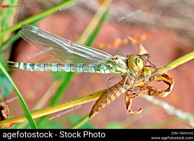 A pretty female Migrant Hawker Dragonfly, Aeshna mixta, perching on a reed at the edge of a pond