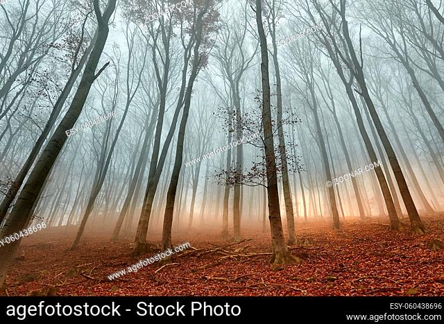 Foggy forest in the autumn, light glow on the horizon