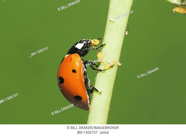 Seven-spotted Ladybug (Coccinella septempunctata), adult eating Aphids (Aphidoidea), Sinton, Corpus Christi, Coastal Bend, Texas, USA