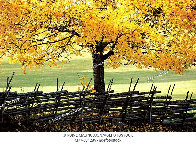 Autumn tree, yellow, colours, old fence. Torpa. Småland. Sweden