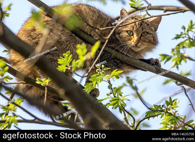 Wildcat, Felis silvestris