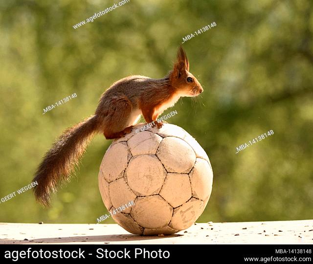 red squirrel is standing on a football