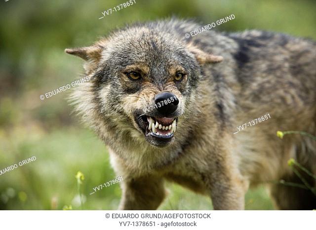A wolf with an expression of aggression to other components of the pack for food dispute  Wolf park, Antequera, Malaga, Andalusia, Spain