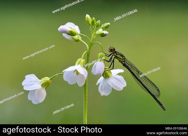 Large pitchfly, males, Ischnura elegans, on meadowfoam