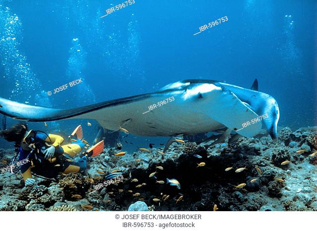 Giant Manta Ray (Manta birostris) and scuba diver, coral, underwater photograph, Indian Ocean