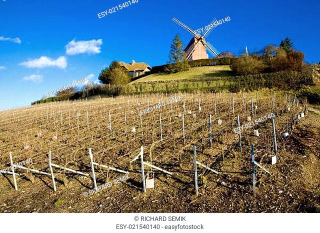 windmill and vineyard near Verzenay, Champagne Region, Burgundy, France