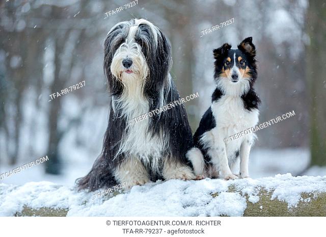 Bearded Collie and Sheltie