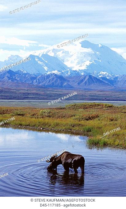 Moose (Alces alces), Mount McKinley, Denali National Park. Alaska, USA