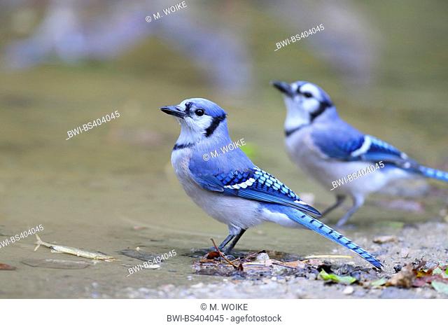 blue jay (Cyanocitta cristata), two blue jays at water place, Canada, Ontario, Point Pelee National Park