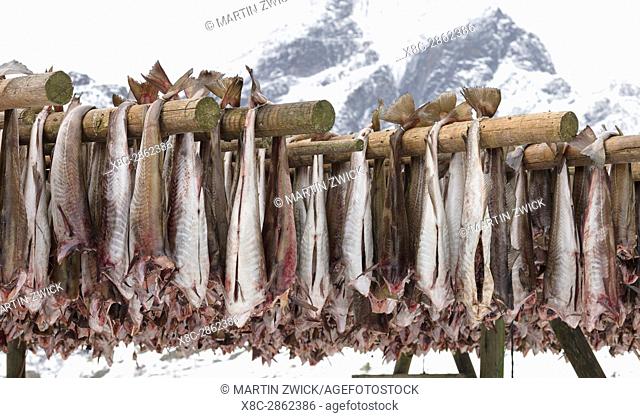 Drying of atlantic cod for stockfish on typical drying racks. Fishing village Sund on the Lofoten Islands in northern Norway during winter