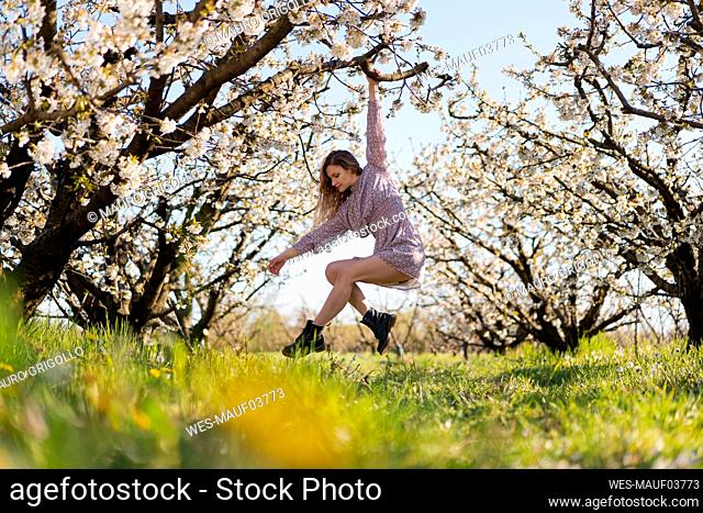 Mid adult woman hanging on cherry tree in orchard