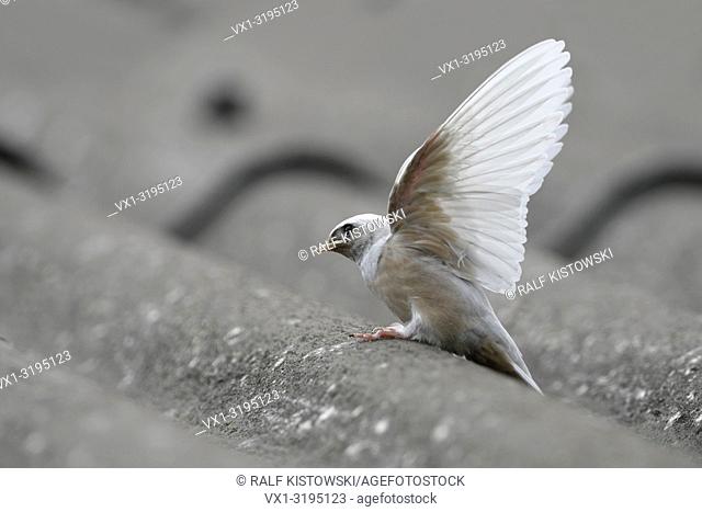 Barn Swallow / Rauchschwalbe (Hirundo rustica), fledged, rare gene defect, white plumage, leucistic, leucism, perched on a roof, stretching wings, Europe