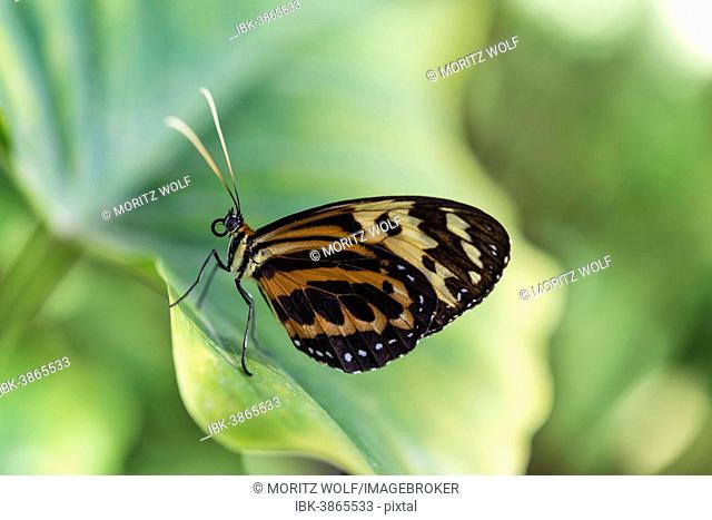 Heliconius xanthocles butterfly, sitting on leaf, captive, Munich