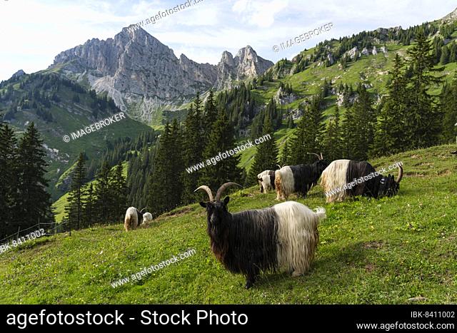 Walliser black-necked goats, Tannheimer Tal, Austria, Europe