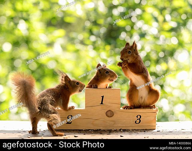 red squirrels standing on a podium