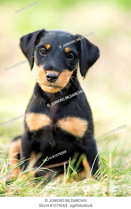 German Hunting Terrier. Puppy sitting on a meadow. Germany
