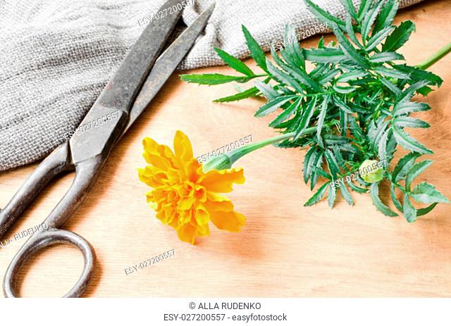 Old scissors, marigold flower and a burlap on wooden background, selective focus, rustic style
