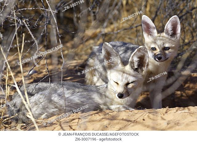 Cape foxes (Vulpes chama), resting mother with loving young at the burrow entrance, early morning, Kgalagadi Transfrontier Park, Northern Cape, South Africa