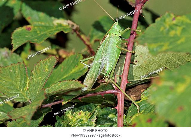 Great Green Bush-cricket Tettigonia viridissima - Bourgoyen Ossemeersen , Ghent, Scheldeland, Leiestreek, Flanders, Belgium, Europe