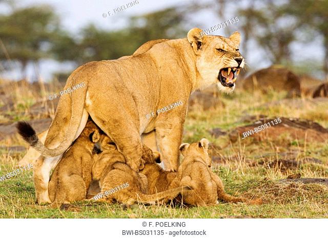 lion (Panthera leo), mother nurses young lions, Kenya, Masai Mara National Park