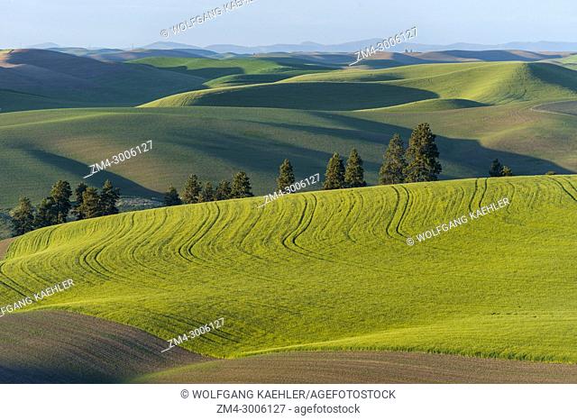 View of rolling hills with fields in the Palouse, Eastern Washington State, USA
